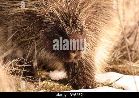 Stock photo of a North American porcupine walking across the grass in the winter. Stock Photo