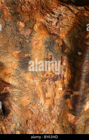 Trunk and Bark of the Paper Bark Maple, Acer griseum, Aceraceae, Southern and Central China. Stock Photo