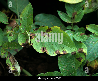 Potato early blight (Alternaria alternata) target spot lesions on a potato leaf Stock Photo