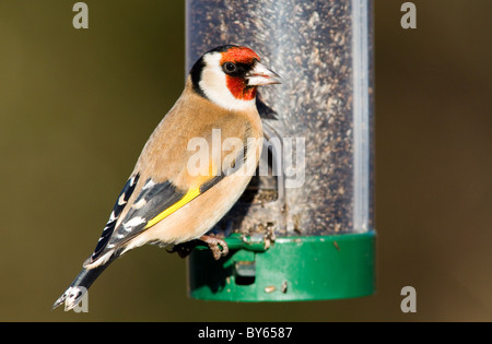 european goldfinch(carduelis carduelis) on niger feeder in garden Stock Photo