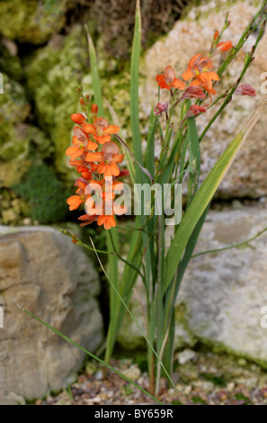 Flame Freesia, Tritonia laxifolia, Iridaceae. South Africa, Eastern Cape to Southern Tanzania. Stock Photo