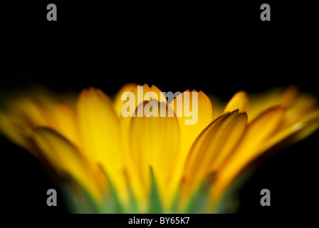 Abstract view of a orange calendula flower over black background (very selective focus) Stock Photo