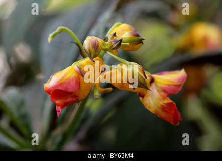 Balsam, Impatiens balansae, Balsaminaceae, China and Vietnam.