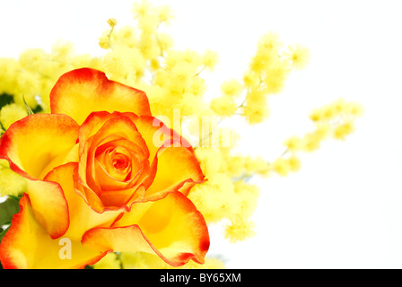 Yellow and red rose with mimosa photographed on white background Stock Photo