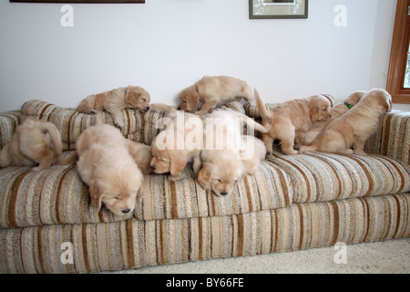 large group of golden retriever puppies playing on sofa Stock Photo