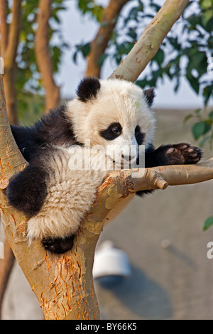 Young Giant Panda cub resting in tree at Chengdu Research Base of Giant Panda Breeding, China. JMH4384 Stock Photo