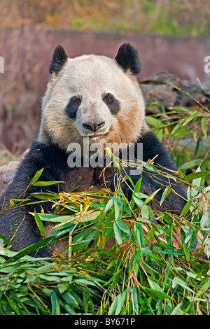 Giant Panda feeding on bamboo at Chengdu Research Base of Giant Panda Breeding, China. JMH4393 Stock Photo