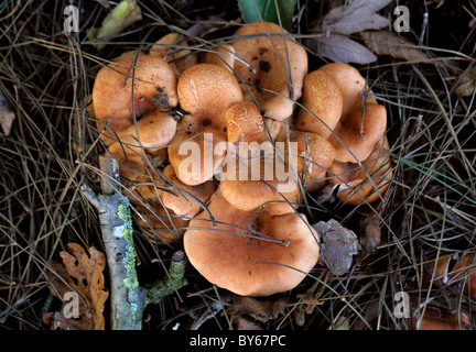 Saffron Milk-cap, Lactarius deliciosus, Russulaceae. Aka Delicious Lactarid, Delicious Milk Mushroom, Milk Mushroom. Stock Photo