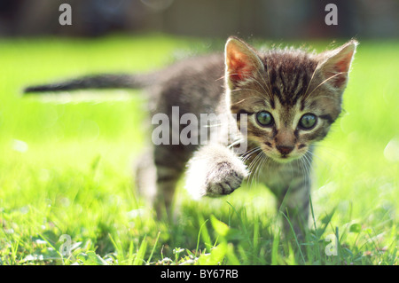 Cute young cat walking on grass Stock Photo