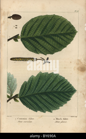 Leaves, aments and seed of the common alder tree, Alnus surrulata, and black alder, Alnus glauca. Stock Photo