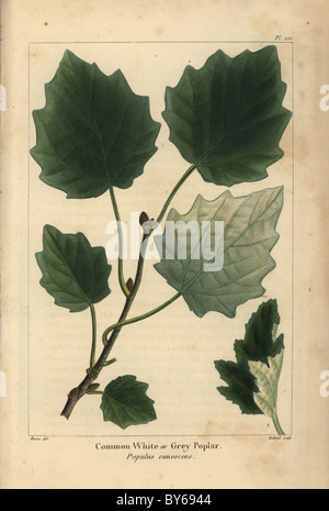 Leaf, branch and sprout of the Common white or grey poplar, Populus canescens. Stock Photo