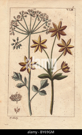 Anise or aniseed plant with flowers and seeds, Pimpinella anisum. Stock Photo