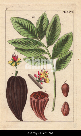 Cacao (chocolate) tree with fruit, flowers, nut, Theobroma cacao. Stock Photo