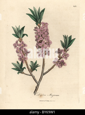 Pink-flowered mezereon, Daphne mezereum. Stock Photo