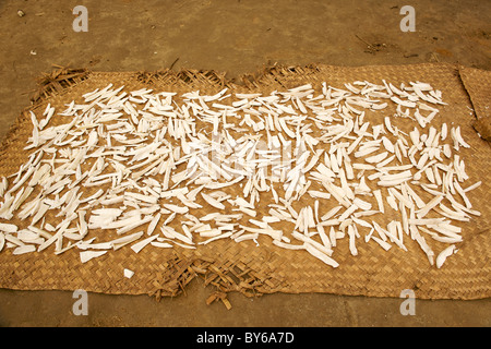 Cassava (also called yuca or manioc) drying on the ground in the village of Mandena in northeast Madagascar. Stock Photo