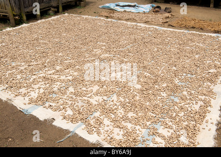 Peanuts drying on the ground in the village of Mandena in the foothills of Marojejy National park in northeast Madagascar. Stock Photo