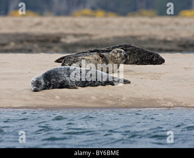 gray and common seal Stock Photo