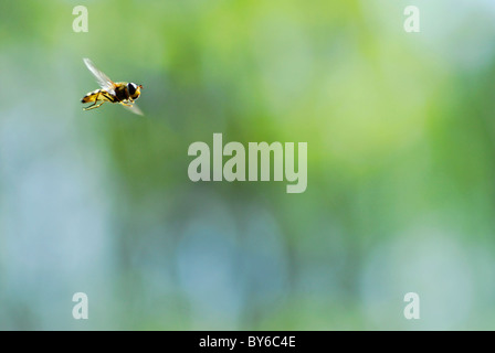 Hoverfly in flight on green natural background Stock Photo