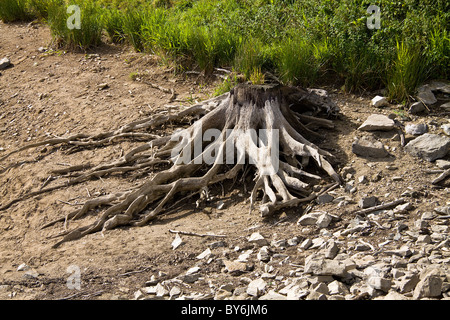 Dead tree stump and roots on the banks of the lake at Chateuneuf la Foret Stock Photo