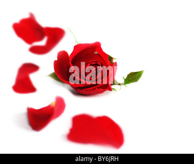 Happy Valentine red rose border, fresh flower with petals isolated on white background Stock Photo