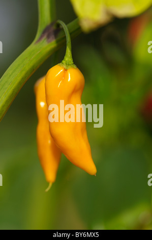 Capsicum Fatali Chilli Pepper Stock Photo