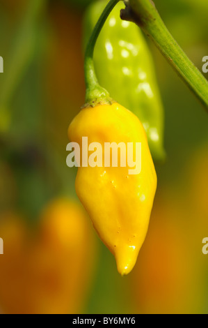 Capsicum Fatali Stock Photo