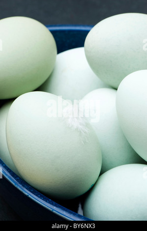 Old Cotswold Legbar hen's eggs in a blue ceramic dish Stock Photo