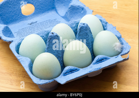 Old Cotswold Legbar hen's eggs in a blue egg carton Stock Photo