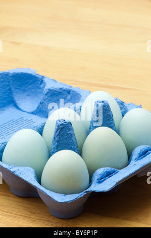 Old Cotswold Legbar hen's eggs in a blue egg carton Stock Photo