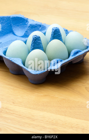 Old Cotswold Legbar hen's eggs in a blue egg carton Stock Photo