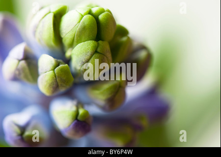 Close up of a blue Common Hyacinth, Hyacinthus orientalis Stock Photo