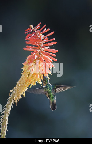Purple throated mountain gem, Lampornis castaneoventris cinereicauda, female drinking on flower, Cerro de la Muerte, Costa Rica, Stock Photo