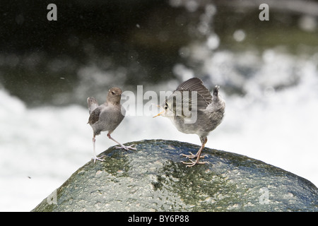 American Dipper feeding young bird, Water Ouzel, Cinclus mexicanus, Costa Rica, Central America Stock Photo