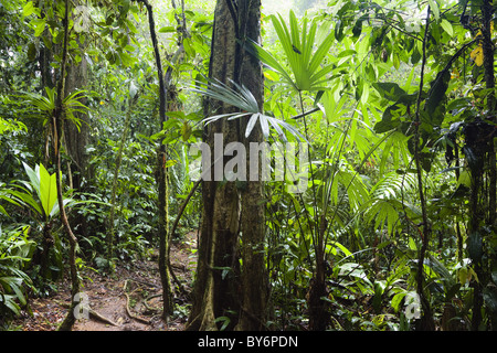 Trail in lowland rainforest of La Selva Biological Station, Braulio Carrillo National Park, Costa Rica, Central America Stock Photo