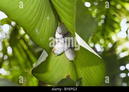 White Tent Bats asleep under a heliconia leaf, Honduran white bats, Ectophylla alba, Braulio Carillo National Park, Costa Rica Stock Photo