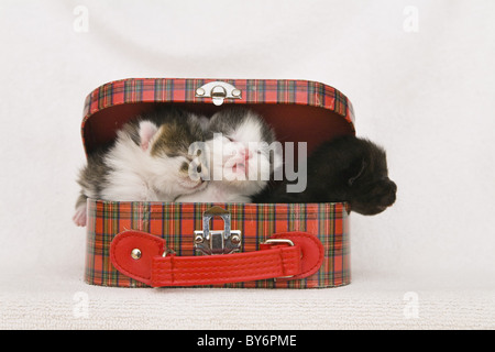 Three young cats in a toy suitcase, Felis catus, Germany Stock Photo