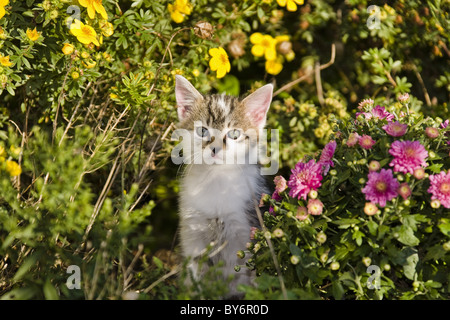 Young domestic cat, kitten exploring the garden, Germany Stock Photo