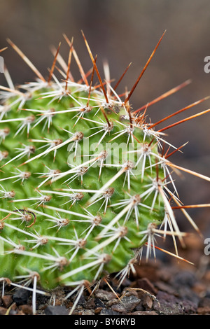 Close up of a Prickly Pear Cactus, Badlands, Drumheller, Alberta, Canada.