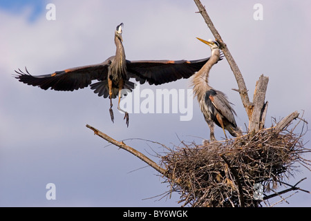 Pair of great blue herons on nest with chicks Stock Photo