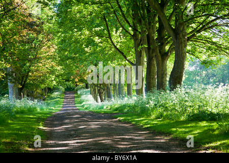 A country lane bordered by beech trees and cow parsley in the verge with dappled sunlight falling through the summer leaves. Stock Photo