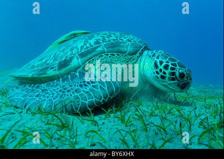 Green Turtle, Chelonia mydas, Green Sea Turtle, Suppenschildkröte, Abu Dabab, Egypt, feeding on sea grass with remora attached Stock Photo
