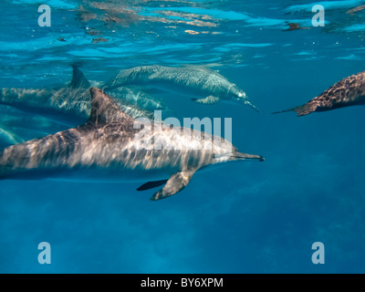 Spinner Dolphins, Stenella longirostris, Spinnerdelfine, milling at Shaab Marsa Alam, Egypt, underwater group