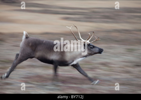 Nenet reindeer herders in the Western Siberian Yamal Peninsula i8n Russia Stock Photo