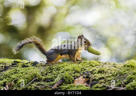 Douglas Squirrel, Tamiasciurus douglasii, with a cone in its mouth, Olympic Nationalpark, Washington, USA Stock Photo
