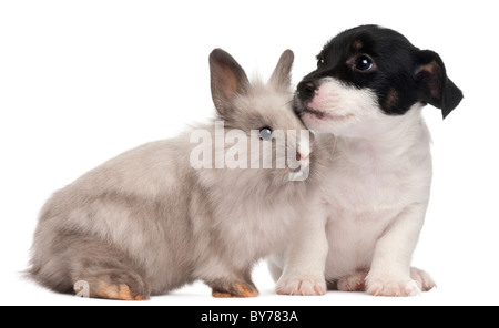 Jack Russell Terrier puppy, 2 months old, and a rabbit, in front of white background Stock Photo