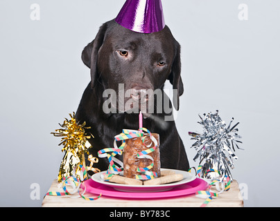 Chocolate Labrador blowing out birthday candle Stock Photo
