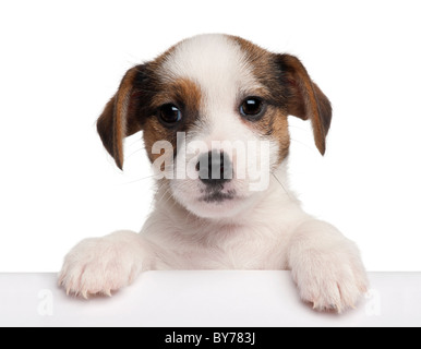 Jack Russell Terrier puppy, 2 months old, getting out of a box in front of white background Stock Photo