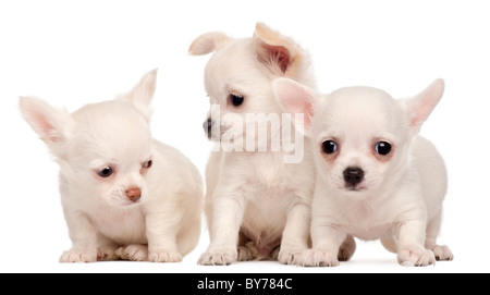 Three Chihuahua puppies, 2 months old, in front of white background Stock Photo