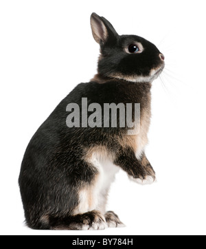 Rabbit standing on hind legs in front of white background Stock Photo