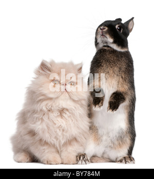 Young Persian cat and rabbit in front of white background Stock Photo